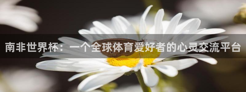 南非世界杯：一个全球体育爱好者的心灵交流平台